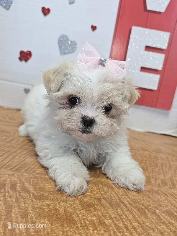 Sweetie pie toy size