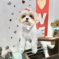 Sweetie pie toy size, a female Shih Tzu and Yorkshire Terrier for sale in Russellville, KY – Photo 2 of 5