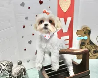 Sweetie pie toy size, a female Shih Tzu and Shorkie for sale in Russellville, KY – Photo 3 of 5