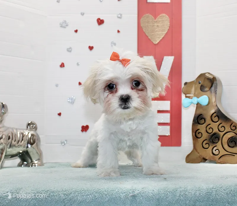 Sweetie pie toy size, a female Shih Tzu and Shorkie for sale in Russellville, KY – Photo 1 of 5