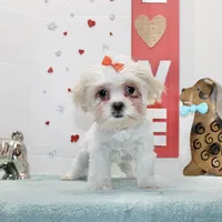 Sweetie pie toy size, a female Shih Tzu and Yorkshire Terrier for sale in Russellville, KY – Photo 5 of 5