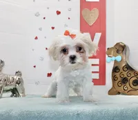 Sweetie pie toy size, a female Shih Tzu and Shorkie for sale in Russellville, KY – Photo 1 of 5