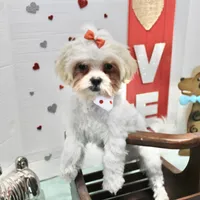 Sweetie pie toy size, a female Shih Tzu and Yorkshire Terrier for sale in Russellville, KY – Photo 4 of 5