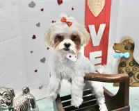 Sweetie pie toy size, a female Shih Tzu and Shorkie for sale in Russellville, KY – Photo 2 of 5