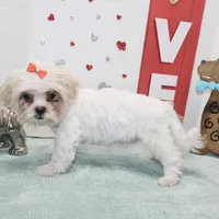 Sweetie pie toy size, a female Shih Tzu and Yorkshire Terrier for sale in Russellville, KY – Photo 1 of 5