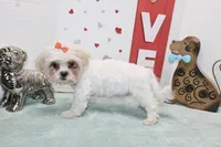 Sweetie pie toy size, a female Shih Tzu and Shorkie for sale in Russellville, KY – Photo 5 of 5