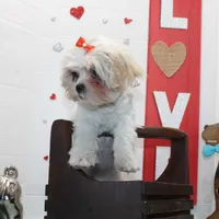 Sweetie pie toy size, a female Shih Tzu and Yorkshire Terrier for sale in Russellville, KY – Photo 3 of 5