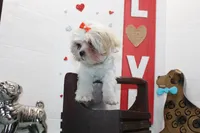 Sweetie pie toy size, a female Shih Tzu and Shorkie for sale in Russellville, KY – Photo 4 of 5