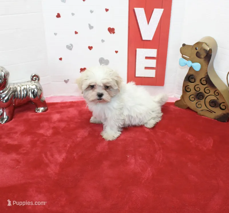 Sweetie pie toy size