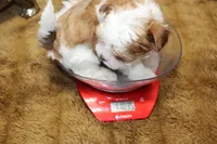 Spot (toy size), a male Yorkshire Terrier and Morkie for sale in Russellville, KY – 5 of 6