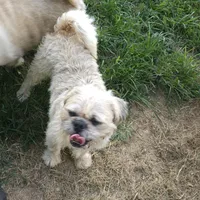 Buddy, a male Pugapoo and Pug for sale in Russellville, KY – Photo 6 of 7