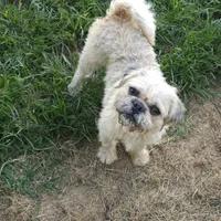 Buddy, a male Pugapoo and Pug for sale in Russellville, KY – Photo 7 of 7