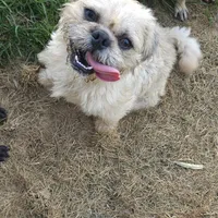 Buddy, a male Pugapoo and Pug for sale in Russellville, KY – Photo 5 of 7