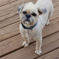 Buddy, a male Pugapoo and Pug for sale in Russellville, KY – Photo 3 of 7