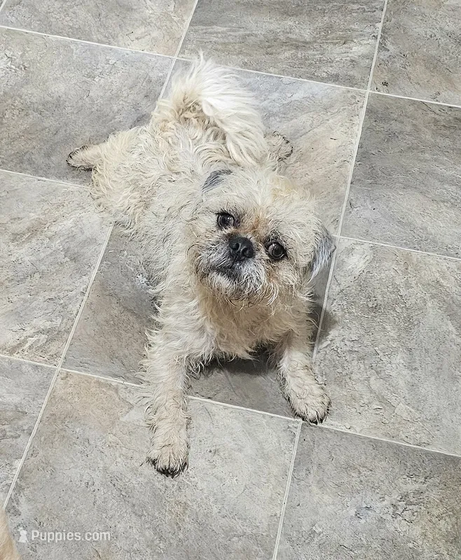 Buddy – Pugapoo, Pug puppy for sale in Russellville, KY