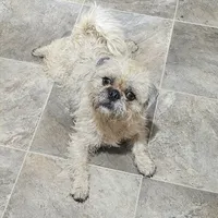 Buddy, a male Pugapoo and Pug for sale in Russellville, KY – Photo 2 of 7