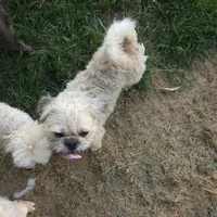 Buddy, a male Pugapoo and Pug for sale in Russellville, KY – Photo 4 of 7