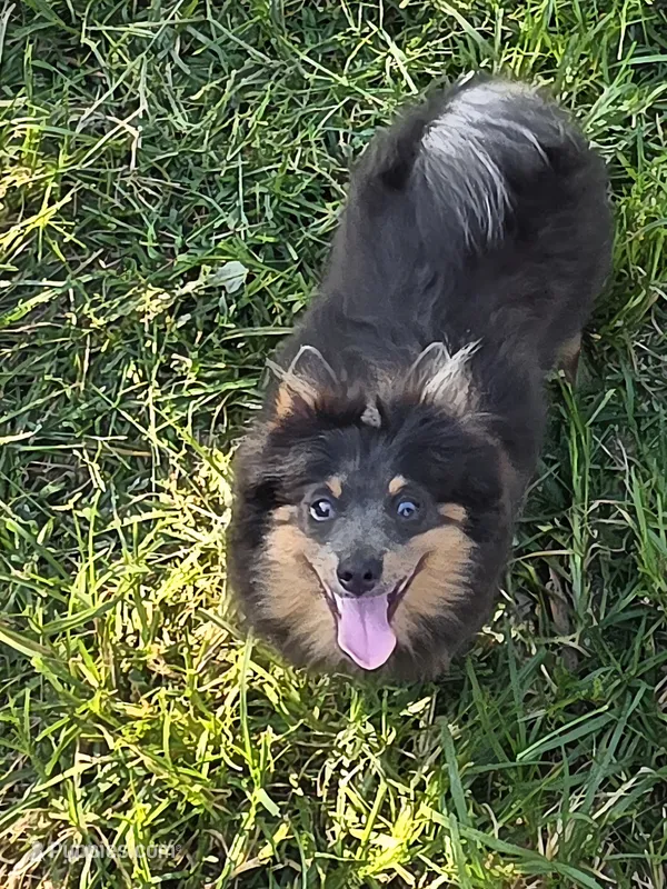 Willie – Pomeranian puppy for sale in Russellville, KY