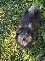 Willie, a male Pomeranian for sale in Russellville, KY – 1 of 10