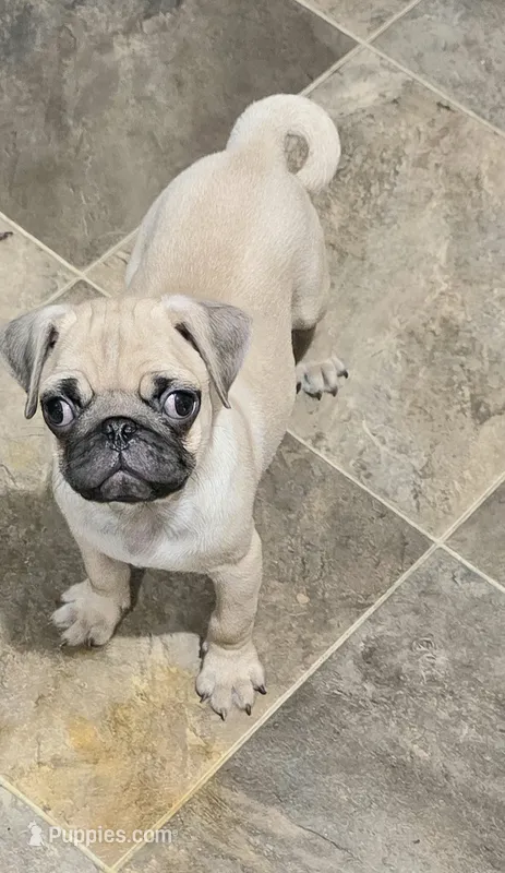 Pugarooney "Purebred Pug" – Pug puppy for sale in Russellville, KY