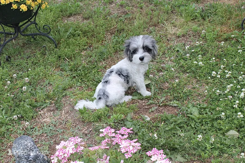  Gucci  (blue Merle parti) – Maltipoo, Maltese puppy for sale in Russellville, KY