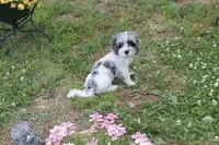  Gucci  (blue Merle parti), a male Maltipoo and Maltese for sale in Russellville, KY – 4 of 7