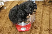 Loui, a male Poodle - Miniature  for sale in Russellville, KY – 5 of 6