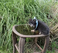 Little Boy Blue, a male Pomeranian for sale in Russellville, KY – 5 of 8