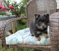 Little Boy Blue, a male Pomeranian for sale in Russellville, KY – Photo 3 of 4