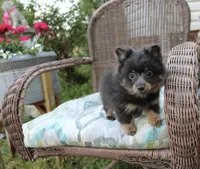Little Boy Blue, a male Pomeranian for sale in Russellville, KY – Photo 1 of 4