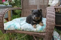 Little Boy Blue, a male Pomeranian for sale in Russellville, KY – Photo 4 of 4