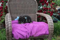 Little Boy Blue, a male Pomeranian for sale in Russellville, KY – 8 of 8
