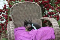 Little Boy Blue, a male Pomeranian for sale in Russellville, KY – 6 of 8