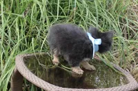 Little Boy Blue, a male Pomeranian for sale in Russellville, KY – 4 of 8