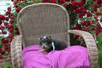 Little Boy Blue, a male Pomeranian for sale in Russellville, KY – 7 of 8