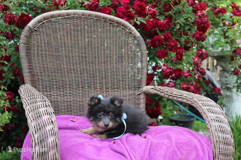 Little Boy Blue – Pomeranian puppy for sale in Russellville, KY