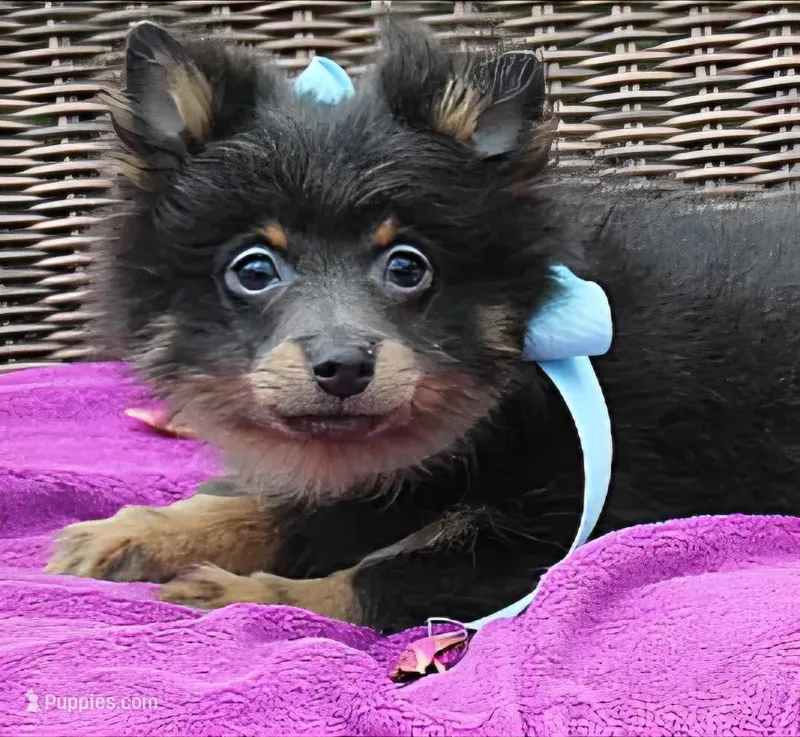 Little Boy Blue – Pomeranian puppy for sale in Russellville, KY