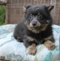 Little Boy Blue, a male Pomeranian for sale in Russellville, KY – Photo 2 of 4