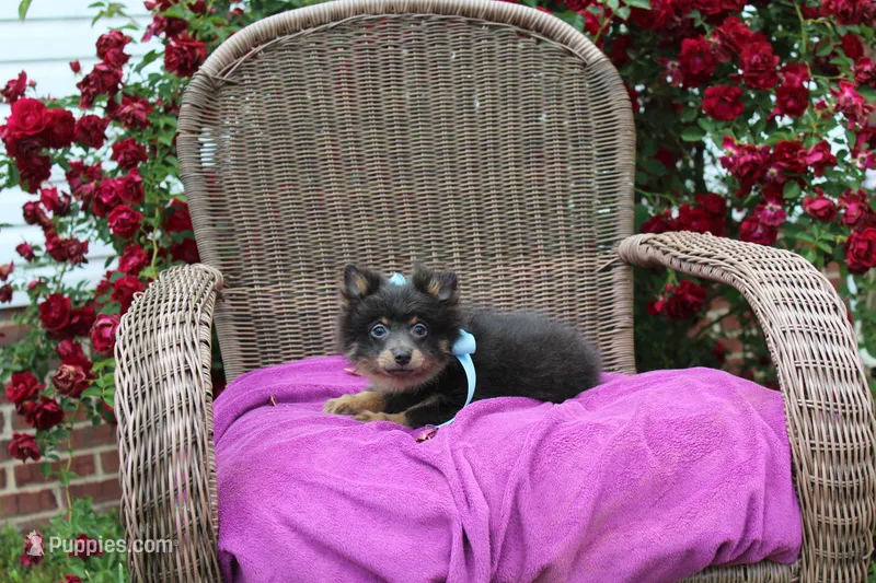 Little Boy Blue – Pomeranian puppy for sale in Russellville, KY