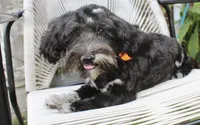 Stella, a female Cockapoo and Cocker Spaniel for sale in Russellville, KY – 3 of 9