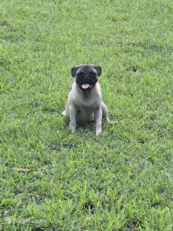 Goose – Pug puppy for sale in Russellville, KY