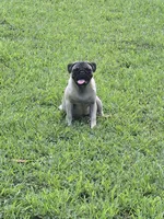 Petey, a male Pug for sale in Russellville, KY – 4 of 4