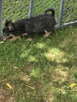 Blue boy, a male Pomeranian for sale in Russellville, KY – 5 of 6
