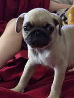 Pugtunia "Purebred", a female Pug for sale in Russellville, KY – 4 of 6