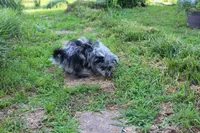 Beebee ,(blue eye), a female Pomeranian and Poodle - Toy  for sale in Russellville, KY – 6 of 9