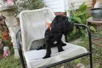 Onyx, a female Cockapoo and Cocker Spaniel for sale in Russellville, KY – 3 of 6