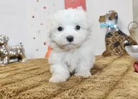 Frosty, a male Maltipoo and Maltese for sale in Russellville, KY – 4 of 6