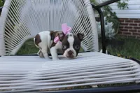 Dottie, a female Boston Terrier for sale in Russellville, KY – 2 of 5