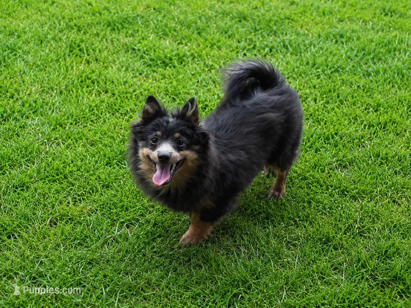 Willie – Pomeranian puppy for sale in Russellville, KY