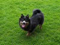 Willie, a male Pomeranian for sale in Russellville, KY – 7 of 10